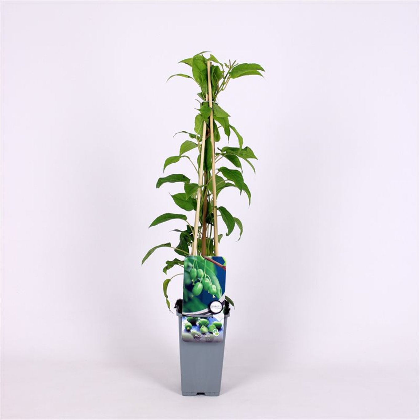 Actinidia a. 'Issai' - C2 70/+ CM